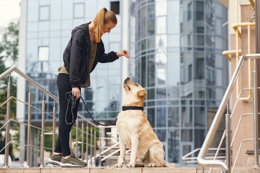 online-dog-training-programs